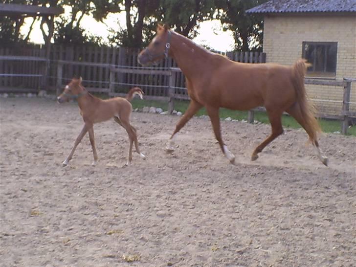 Arabisk fuldblod (OX) Mezalina billede 4