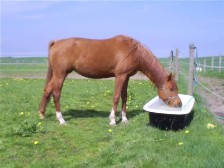 Arabisk fuldblod (OX) Mezalina billede 5