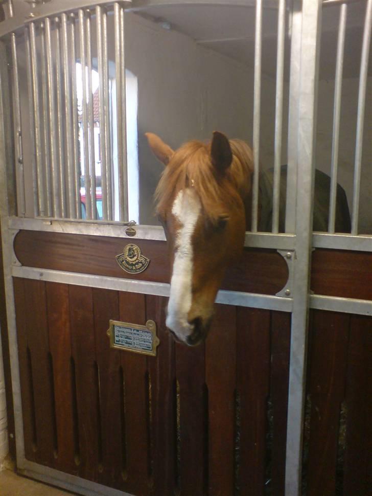 DSP Oscar - man er jo lidt nysgerrig billede 8