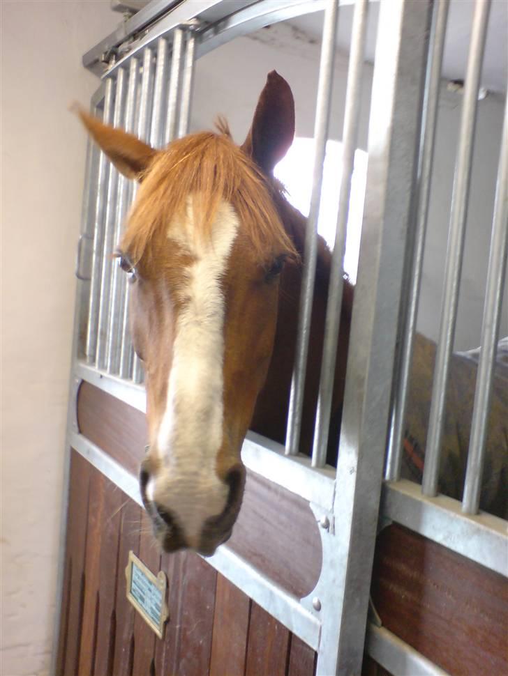 DSP Oscar - Oscar har det bedst når han kan følge med i tingene billede 9