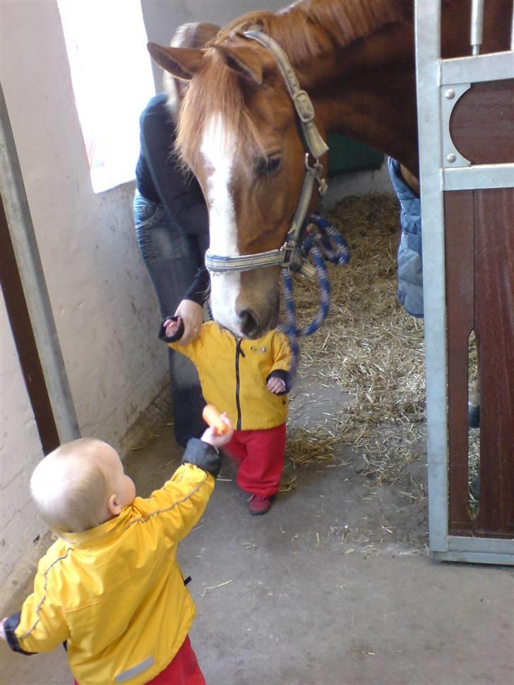 DSP Oscar - sif og kraka fandt hurtigt ud af hvor gulerødderne var, hvilket oscar nød billede 10