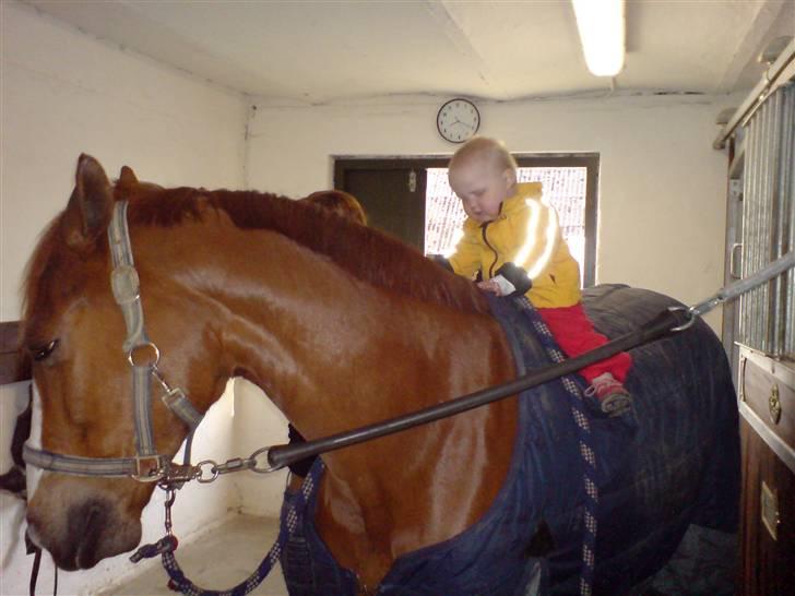 DSP Oscar - han stod bare så fint da de var oppe og sidde på ham billede 11