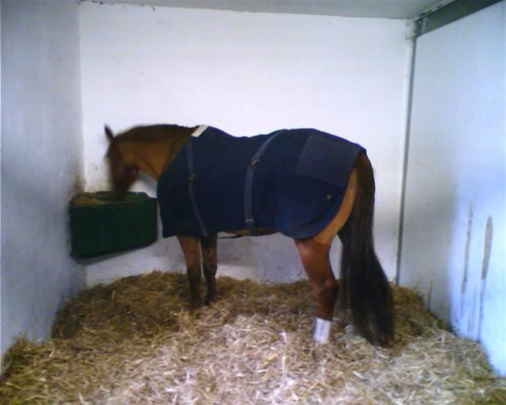 DSP Oscar - mad er altid godt billede 12