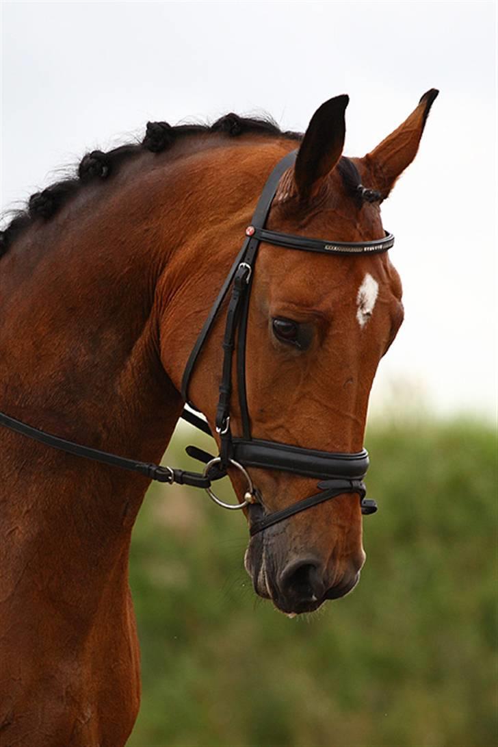 Dansk Varmblod Slandine-W RDH - Velkommen til Slandine-Ws profil billede 1