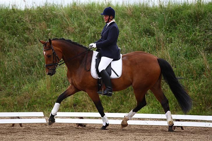 Dansk Varmblod Slandine-W RDH - Dine & Mor i La2 - fotograf: Glisborg.dk billede 3