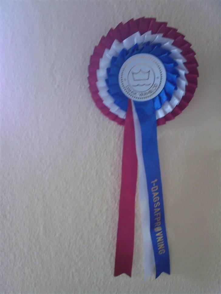 Dansk Varmblod Slandine-W RDH - Dines roset, fra 1 dagsafprøvning. <3 billede 6