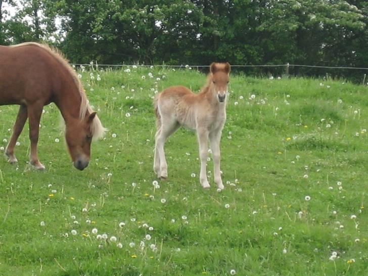 Islænder Bambi fra Troldhøjgaard billede 1