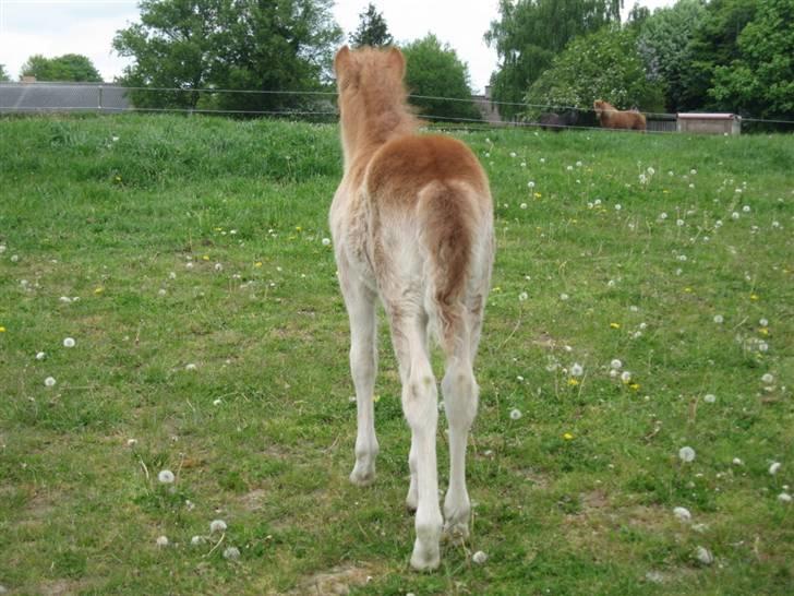 Islænder Bambi fra Troldhøjgaard billede 2