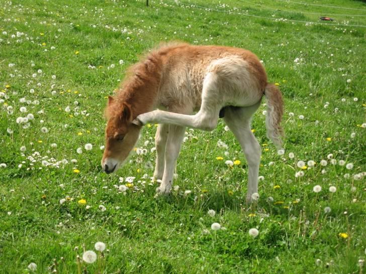 Islænder Bambi fra Troldhøjgaard billede 4