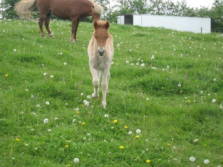 Islænder Bambi fra Troldhøjgaard - Hans smukke udtryk! billede 5