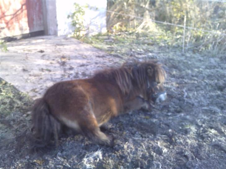 Miniature Hanibal *Lånt ud* - Skulle lige til at rulle det tykke dyr xD  billede 2