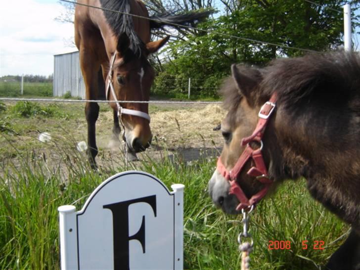 Miniature Hanibal *Lånt ud* - Uhh, en stor hest siger nulle skid xD haha , (Tanacha er bange for ham xD ) haha  billede 6