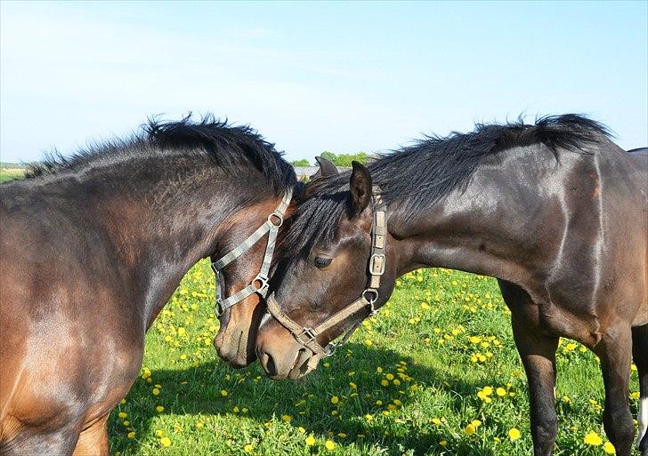 New Forest Prins Albert - Prinsen og Armani, bedste venner, haha :-D Foto: Camilla Petersen (mig) billede 11