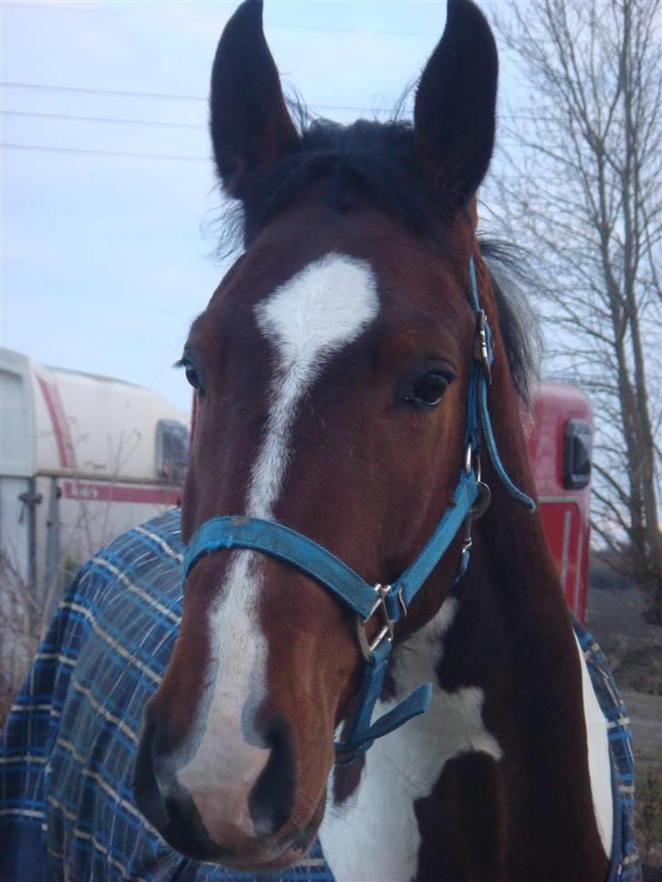 Pinto Hoelgaard´s Ferrari Enzo  - *NYT* Enzo på fold  billede 1
