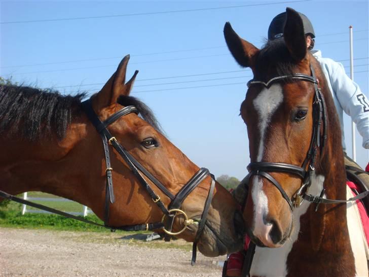 Pinto Hoelgaard´s Ferrari Enzo  - limmes(søsters) og enzo  billede 2
