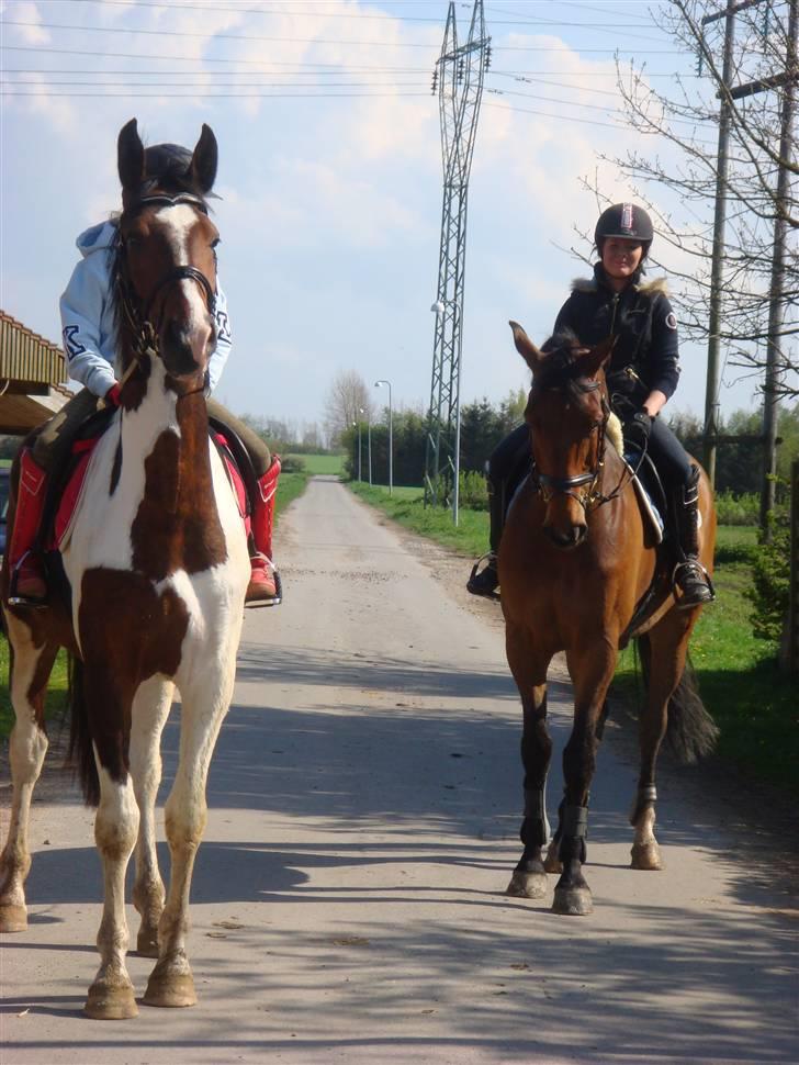 Pinto Hoelgaard´s Ferrari Enzo  - på vej til starden billede 3