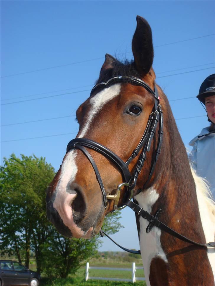 Pinto Hoelgaard´s Ferrari Enzo  - smukke enzo billede 4