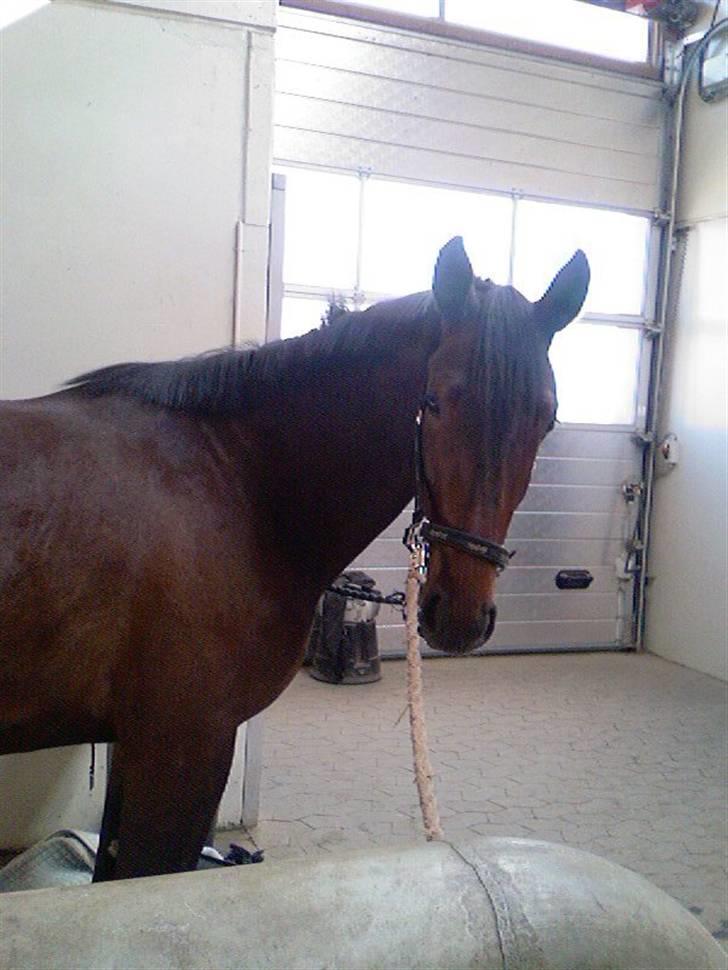 Dansk Varmblod buegårds venus - vinter billede billede 1