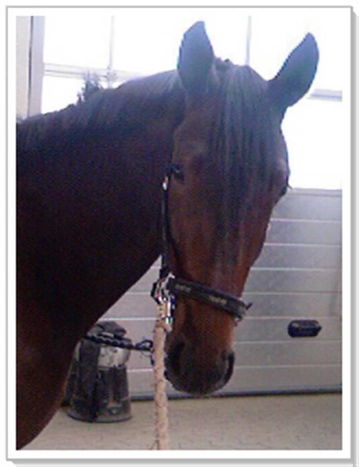 Dansk Varmblod buegårds venus - det nyeste sommer billede, hun har engelig fårt en flot farve.. <´3 , der skal nok komme flere sommer billeder.. :) billede 2