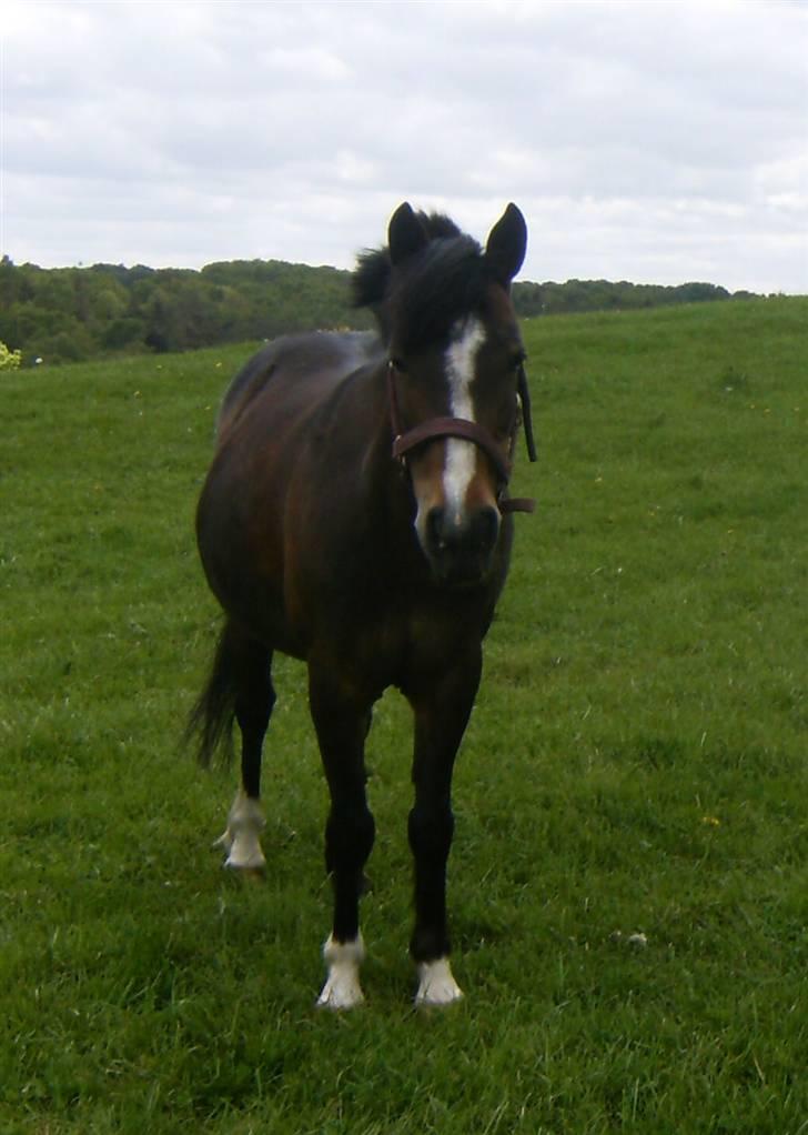 Welsh Pony af Cob-type (sec C) Fanny (Solgt) - Fanny på fold:):):):) billede 9