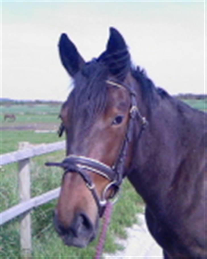 Dansk Varmblod buegårds venus - vinter billede billede 3