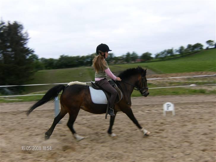 Welsh Pony af Cob-type (sec C) Fanny (Solgt) - så øger vi billede 10