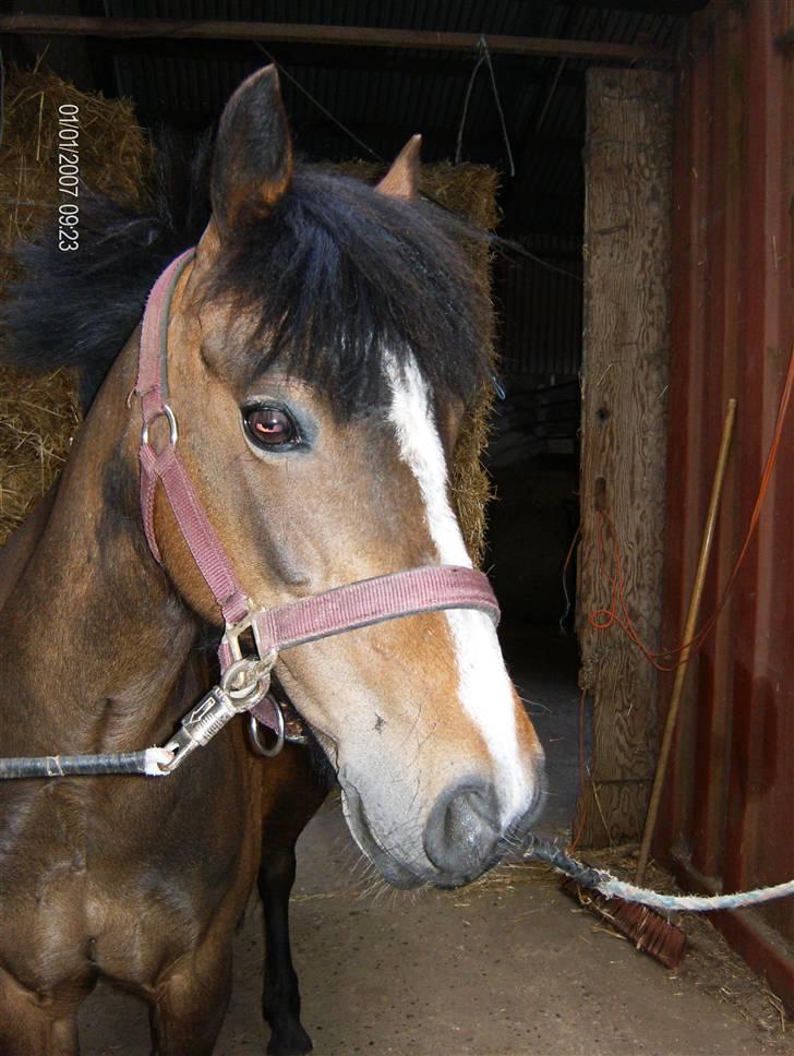 Welsh Pony af Cob-type (sec C) Fanny (Solgt) - Se lige mig;) billede 11