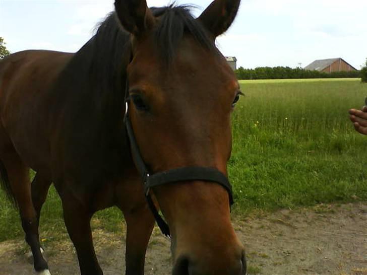 Dansk Varmblod Adelaid / Landi - Landi snuser til mobilen :D billede 16