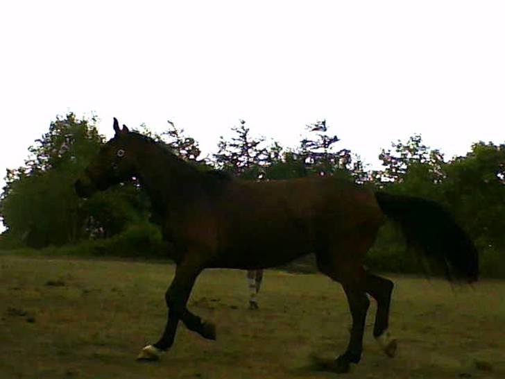 Dansk Varmblod Adelaid / Landi - Landi bliver longeret :D billede 17