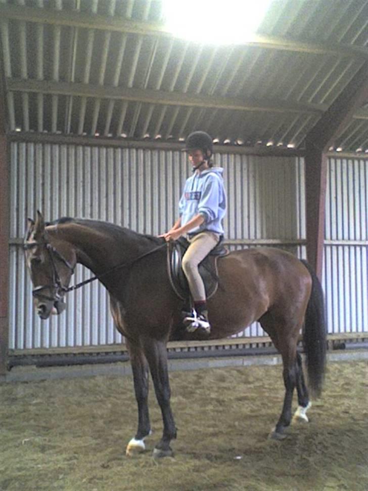 Dansk Varmblod Adelaid / Landi - Landi og mig en dag i hallen, har små bøjler fordi min søster lige havde redet hende :) billede 19