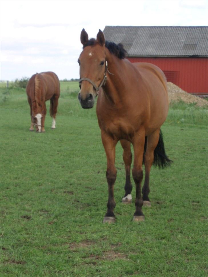Dansk Varmblod Classy Dame - Velkommen til Classy Dame´s profil... smid gerne en bedømmelse og en kommentar, så giver jeg en igen. billede 1
