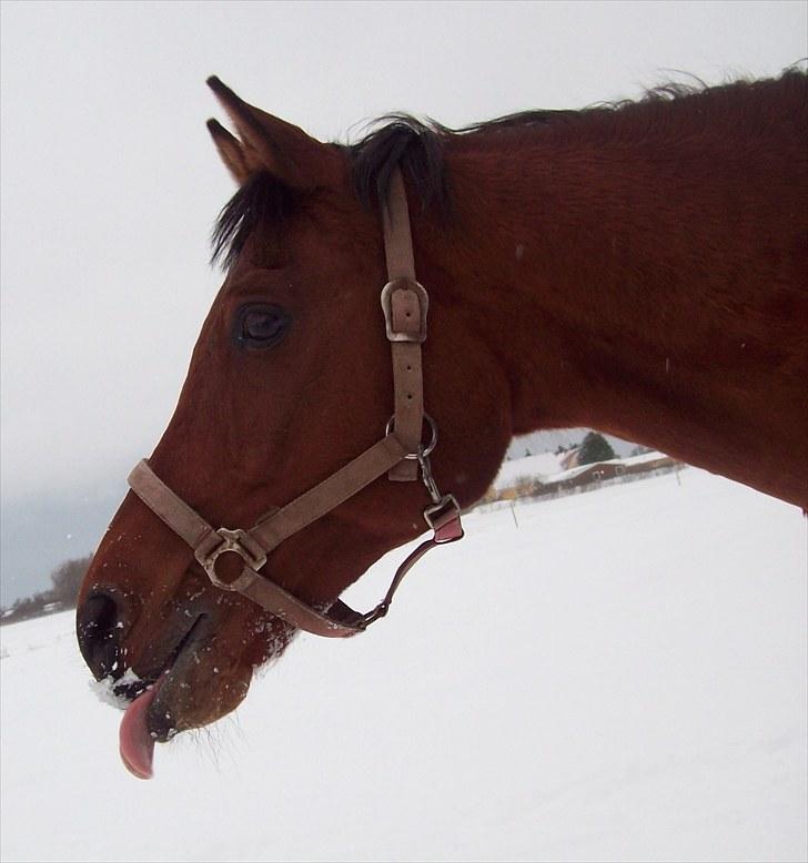 Hollandsk Sportspony Lukas  - 12) I don´t want to be everything to everyone - but I would like to be something to someone .. billede 13