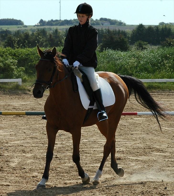 Hollandsk Sportspony Lukas  - 13) Vores aller aller første tur på en stævnebane :D Det gik ikke så godt, men jeg var tilfreds :D Se hvor lille jeg var xD billede 14