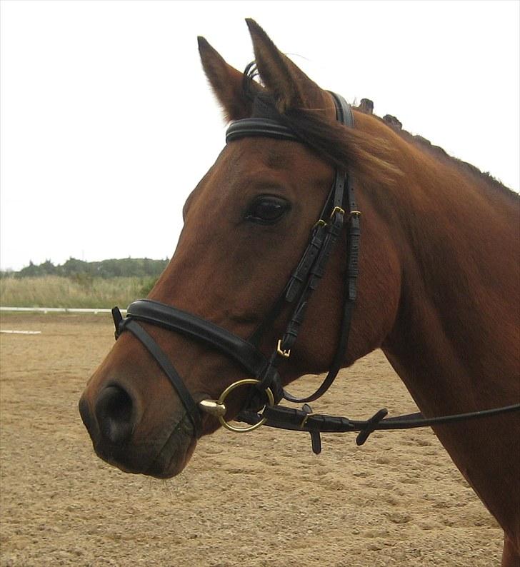 Hollandsk Sportspony Lukas  - 14) Lukas og jeg til stævne :D skridter af efter LB1 :) billede 15