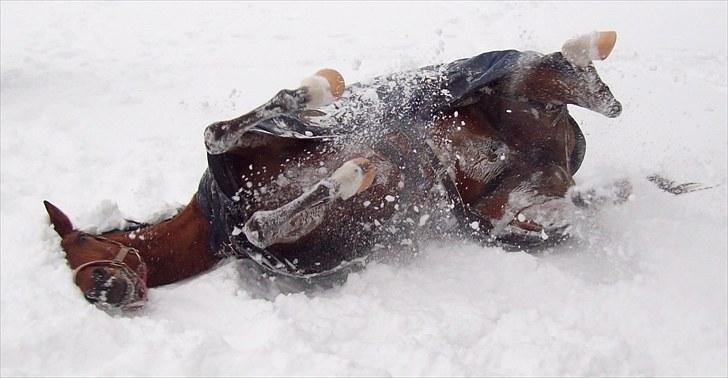 Hollandsk Sportspony Lukas  - 15) Tha snowmaan xD Kære lille pony :D billede 16