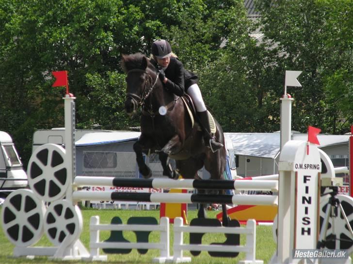 New Forest Cosmo spring pony - LA SHR blev nummer 11 ud af 51 han gik bare så mega godt<3 billede 7