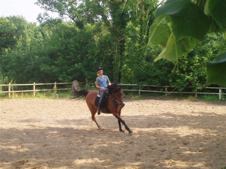 Anden særlig race Cometessa gammel part :-* billede 5