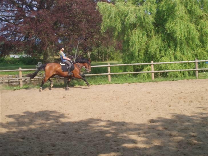 Anden særlig race Cometessa gammel part :-* - og saa lidt dressur :) billede 6