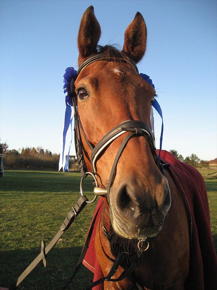 Dansk Varmblod Classy Dame - Fra 2007 da vi fik 2 andenpladser i LC og LB spring i Holstebro. billede 2