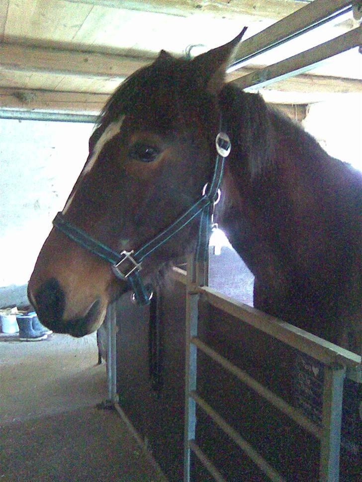 Traver Emcey - Fra den dag hvor vi hentede ham, skal lige vende sig til at det nye.  billede 5