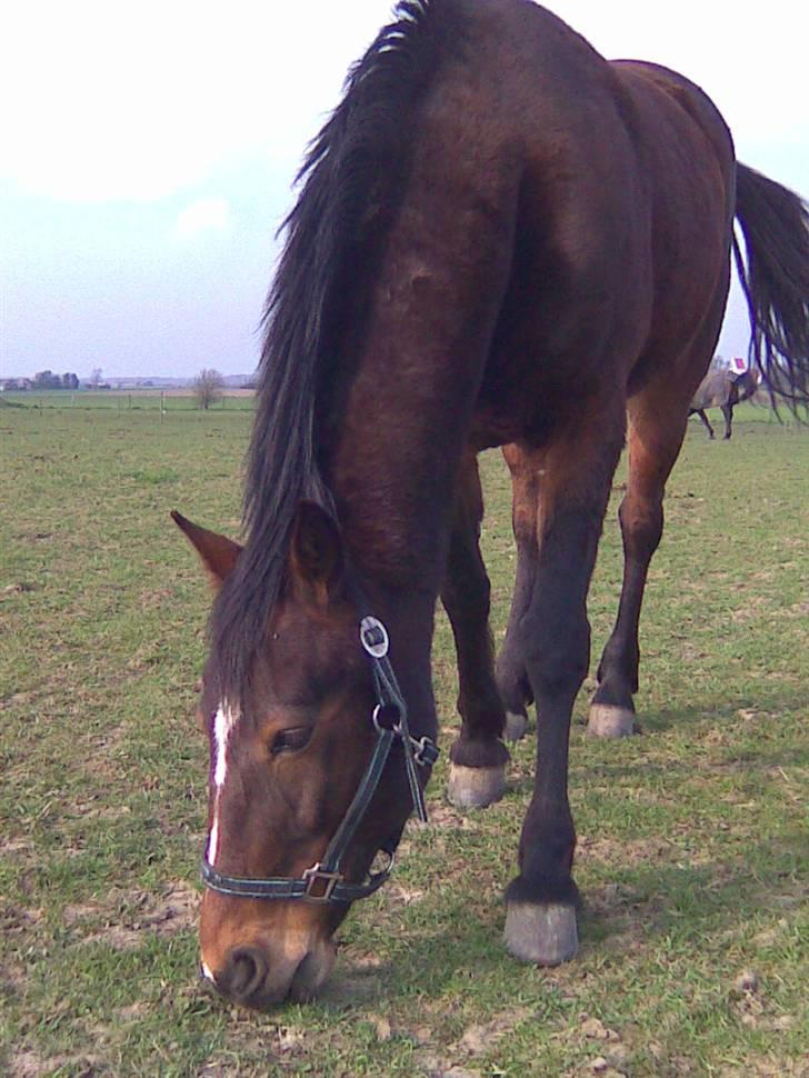 Traver Emcey - PÅ Folld.  billede 8