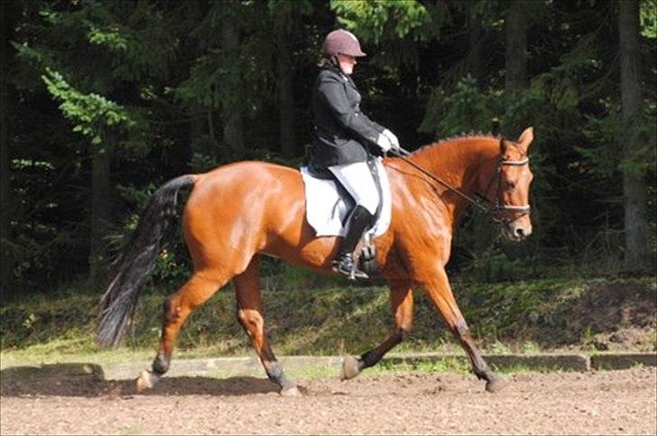 Dansk Varmblod Classy Dame - Stævne Haderup Sep 2010 billede 4