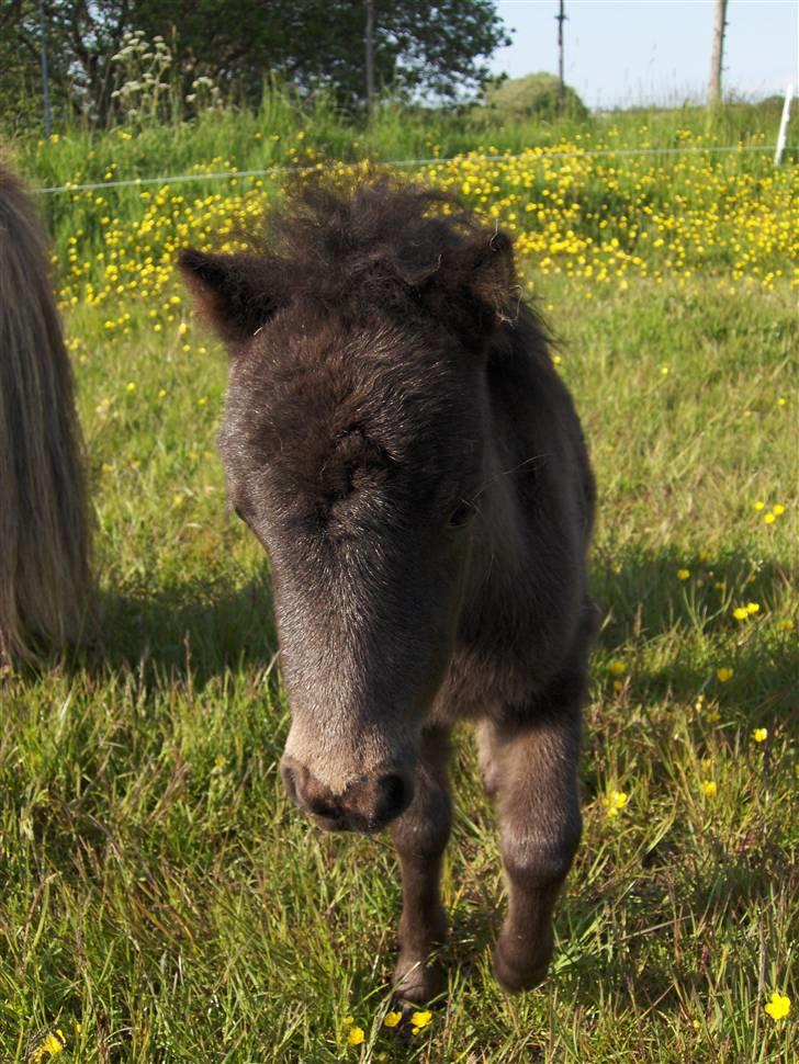 Shetlænder Tranholms Penelope*SOLGT* - HEJSA billede 15