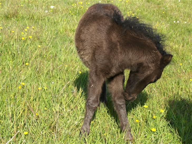 Shetlænder Tranholms Penelope*SOLGT* - Når det klør så må man jo klø billede 16
