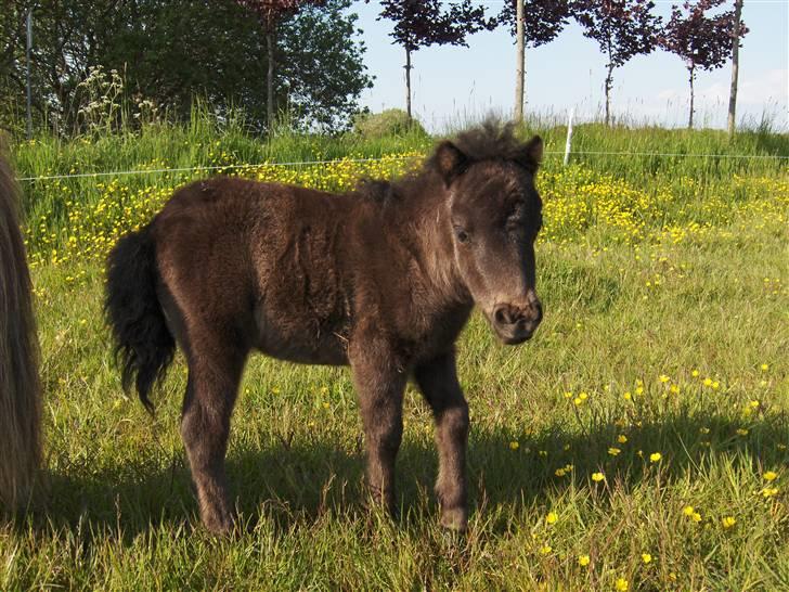 Shetlænder Tranholms Penelope*SOLGT* - Jeg kommer nu!!!! billede 17