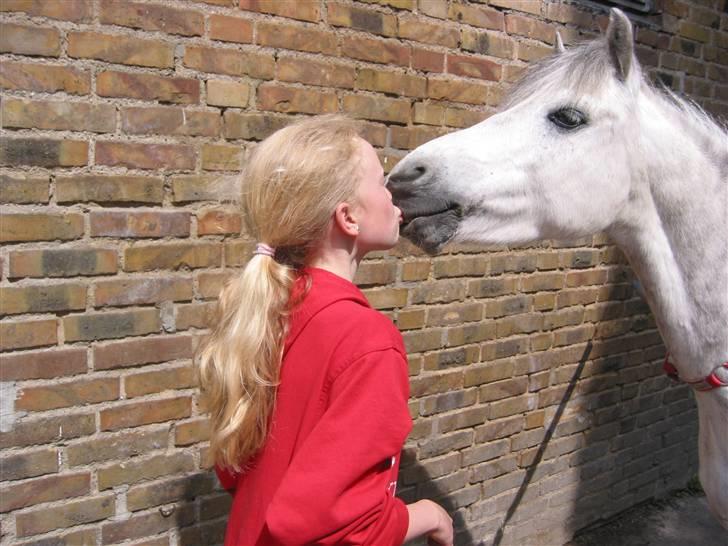 Welsh Mountain (sec A) Elvis Pony "SOLGT"  :´( - kys kys kys på komando billede 18