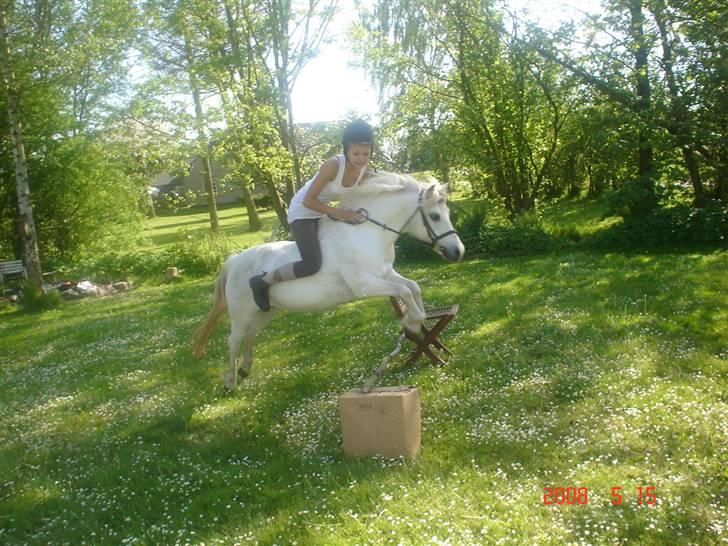 Welsh Pony (sec B) Fiona - R.I.P. billede 6