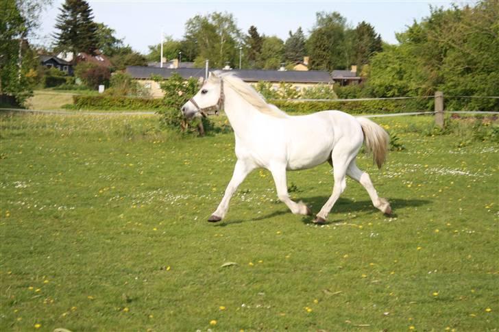 Welsh Pony (sec B) Fiona - R.I.P. billede 7
