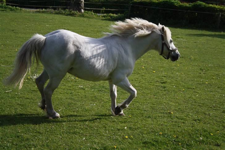 Welsh Pony (sec B) Fiona - R.I.P. billede 8
