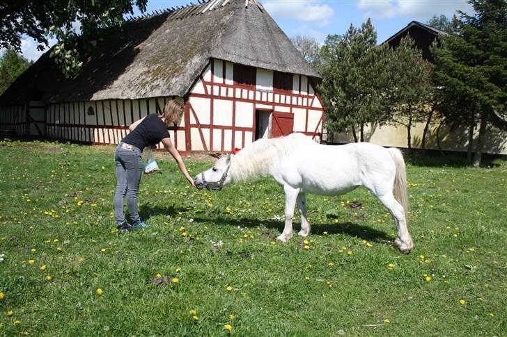 Welsh Pony (sec B) Fiona - R.I.P. - halvhjertet forsøg på opstilling - haha. billede 10